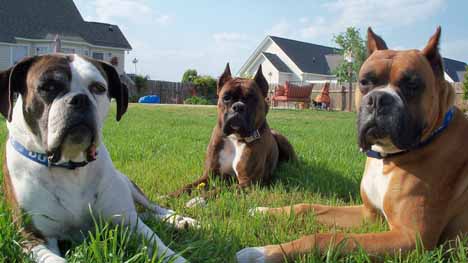 Contain-A-Pet Dog Fence